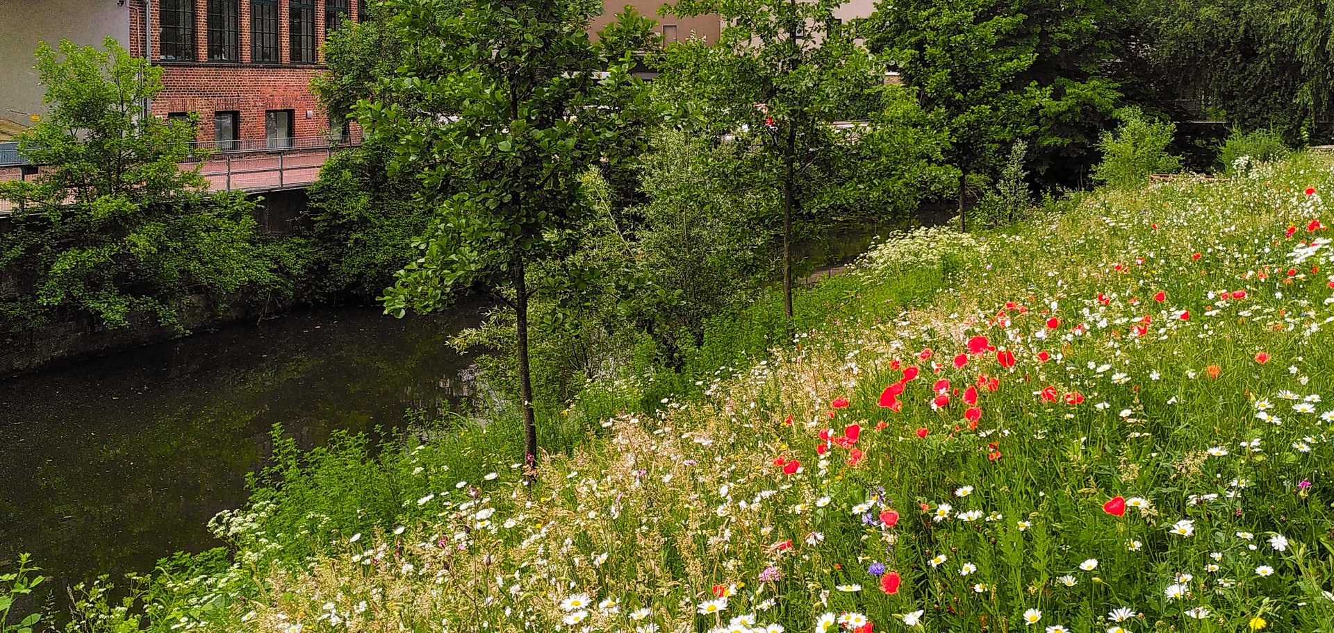 Blumenwiese mit Bach