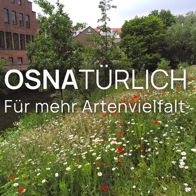 Eine Wildblumenwiese an der Hase in Osnabrück