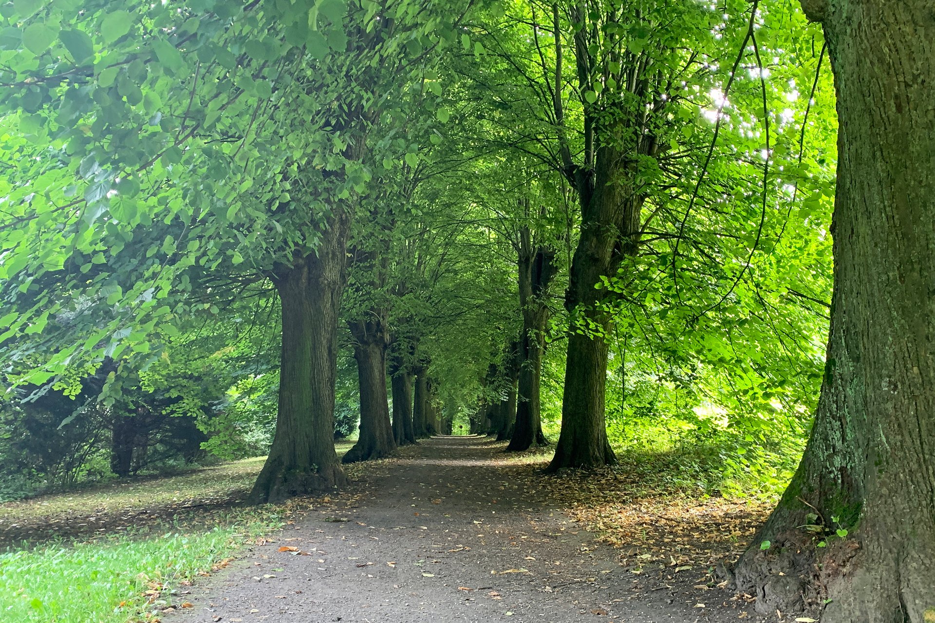 Parkpflegewerk für den Bürgerpark (Sonnenhügel)