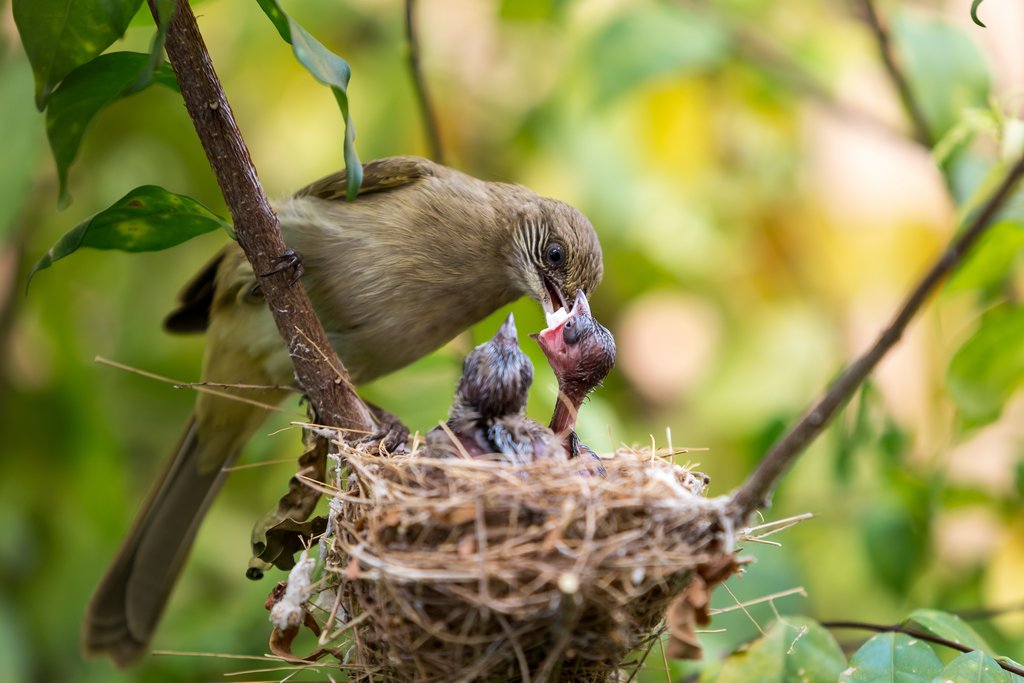 Jungvögel werden im Nest gefüttert
