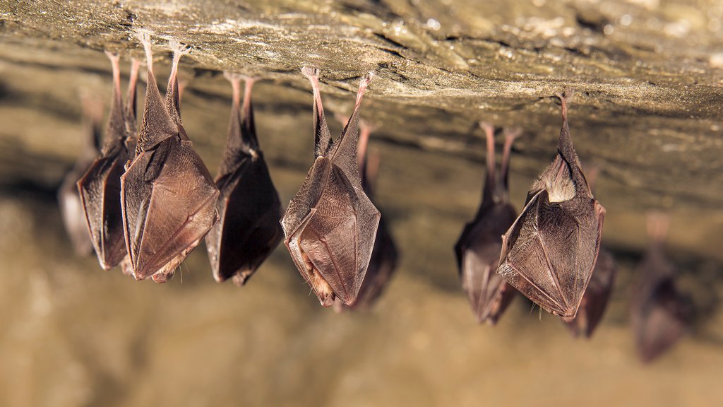 Fledermäuse hängen in einer Höhle